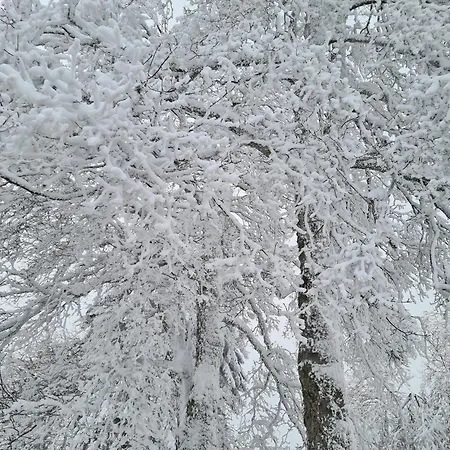 Harzbeat Appartement Braunlage Buitenkant foto